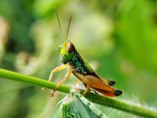Miramella Grasshopper close up. Miramella Grasshopper living in nature. Miramella Grasshopper on blur background 
