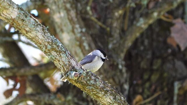Close-Up: Vibrant Carolina Chickadee - Fidgeting Before Takeoff