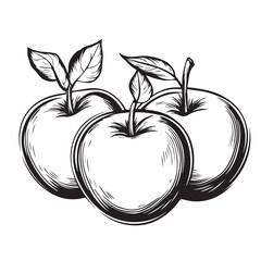 Hand drawn apples with leaves black and white vector illustration