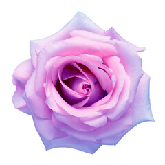 Purple rose flower isolated on white background. Wedding card, bride. Greeting. Summer. Spring. Top view, flat design, florist business concept