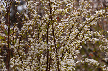 white flowers of fruit trees in spring garden