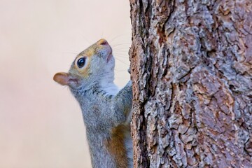  Cute squirrel on the side of a tree.