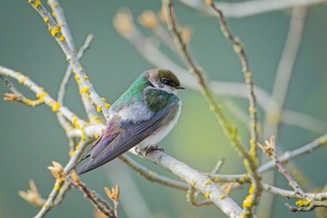  Cute swallow perched on a tree branch.