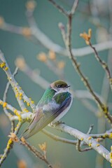  Portraiture of a violet green swallow.