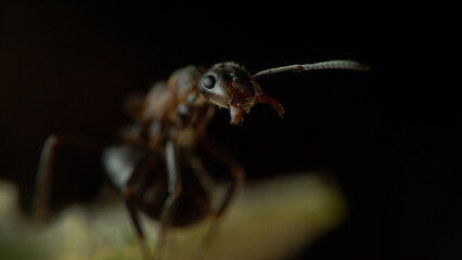 Red ant (Formica rufa) Formica rossa