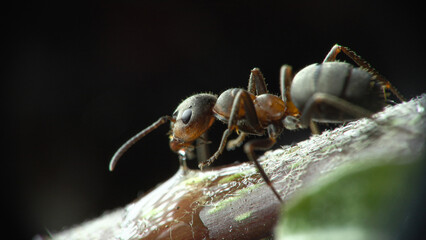 Red ant (Formica rufa) Formica rossa