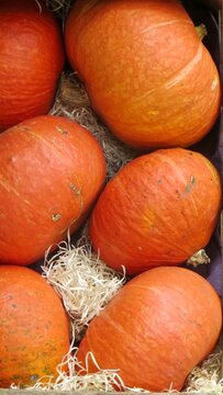 pumpkin and pumpkins Harvest pumpkins in straw &ndash; Calabazas de cosecha sobre paja