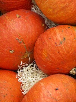 pumpkins on a farm, harvest pumpkins in straw &ndash; Calabazas de cosecha sobre paja