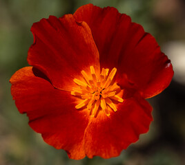 Dark Red Variation of California Poppy