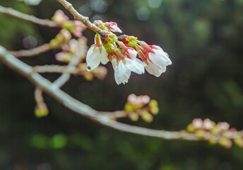 ソメイヨシノ桜1ー87