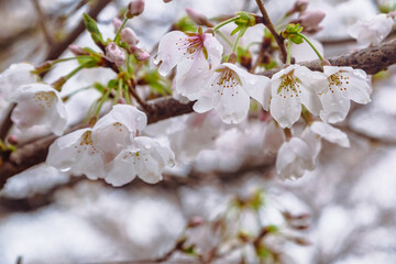ソメイヨシノ桜1ー72