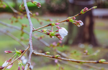 ソメイヨシノ桜1ー48