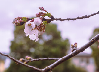 ソメイヨシノ桜1ー45