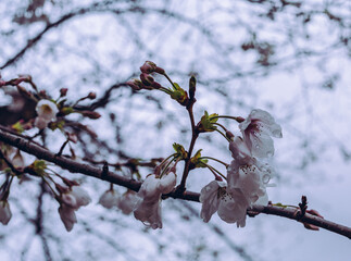 ソメイヨシノ桜1ー25