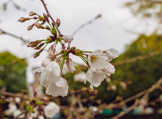 ソメイヨシノ桜1ー13