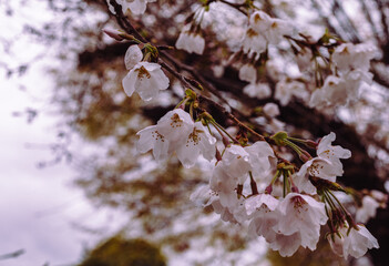 ソメイヨシノ桜1ー12