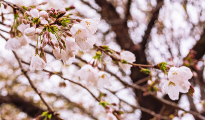 ソメイヨシノ桜1ー11