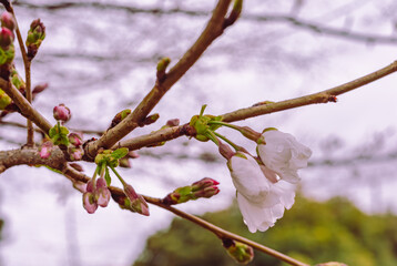 ソメイヨシノ桜1ー7