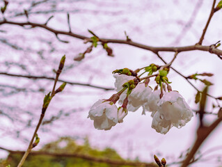 ソメイヨシノ桜1ー8