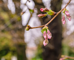 ソメイヨシノ桜1ー3
