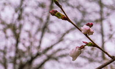 ソメイヨシノ桜1ー4