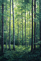 Naklejka premium Serenity and Majesty of an Untamed Green Forest Aiming to Capture Nature's Pristine Beauty in an Unspoiled Woodland Setting Bathed in Natural Light and Enriched by Earth's Aromas