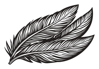 Obraz premium Detailed Engraving of Three Artistic Bird Feathers in Black and White