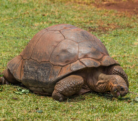 Gaint Galapagos Tortois at Hawaii Zoo