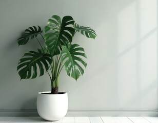 Monstera plant in white pot. Green foliage, natural light. Modern interior, minimalism. Home decor element brings tropical freshness, calmness and wellness. Room space.