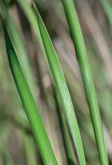 Fototapeta premium green reeds with water drops