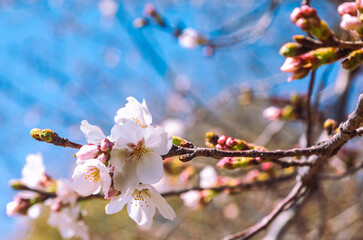Fototapeta premium ソメイヨシノ桜2ー48