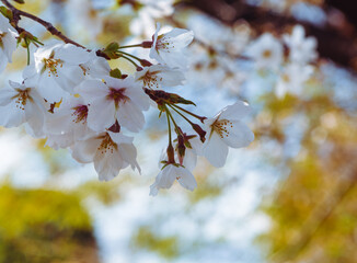 ソメイヨシノ桜2ー36