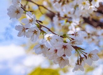 ソメイヨシノ桜2ー35