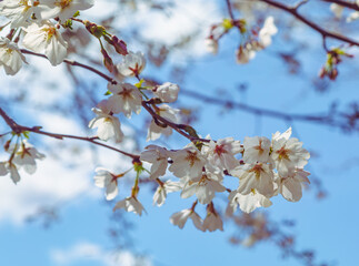 ソメイヨシノ桜2ー30