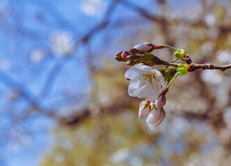 ソメイヨシノ桜2ー13