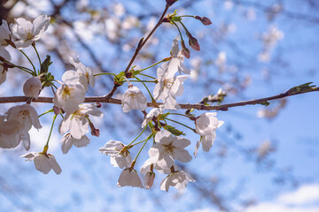 ソメイヨシノ桜2ー9