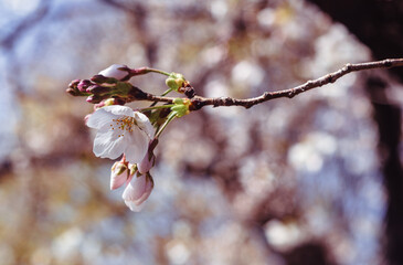 ソメイヨシノ桜2ー18