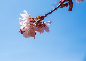 ソメイヨシノ桜2ー17