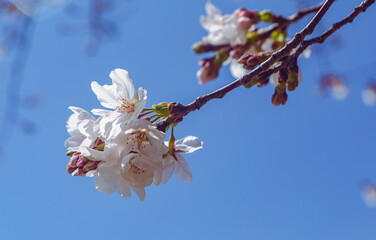 ソメイヨシノ桜2ー2