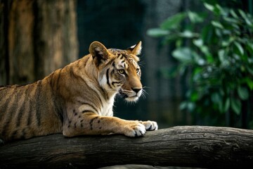 Obraz premium there is a tiger that is sitting on a log