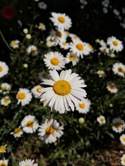daisies in a garden in Buenos Aires
