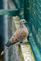 European turtle dove perched on a mossy ledge near a green wire fence, gazing into the distance