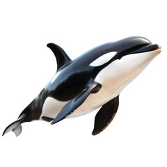 Fototapeta premium Stunning killer whale swimming gracefully through the ocean waters showcasing its unique distinctive features isolated on a white background.