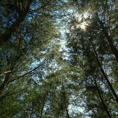 Obraz premium trees and sunlight at the forest