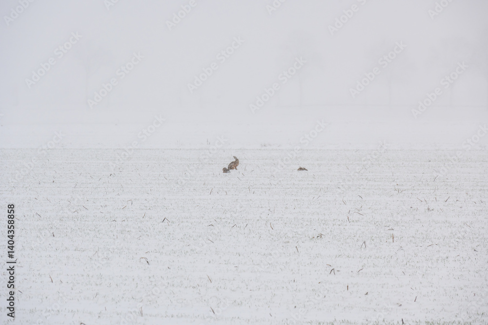 Poster two rabbits are walking in the snow. the snow is white and the field is empty
