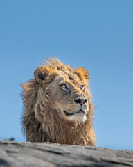 young male lion resting on unique rock formation in central serengeti