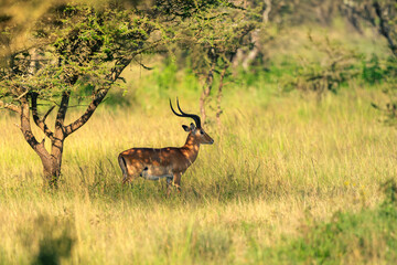 impala resting in shadow of the free, central serengeti