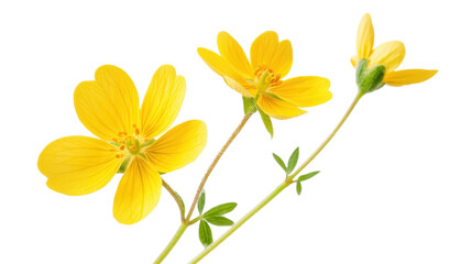 Fototapeta premium Yellow Small Wildflower in Spring Isolated on White Background