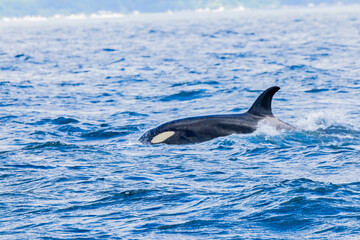 Fototapeta premium シャチ 