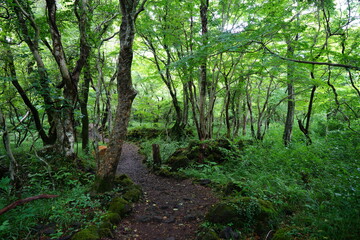 fine footpath in the spring woods